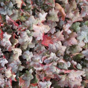 Heuchera Rachel 9 cm pot
