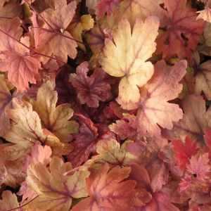 Heuchera Sweet Tea 9 cm pot