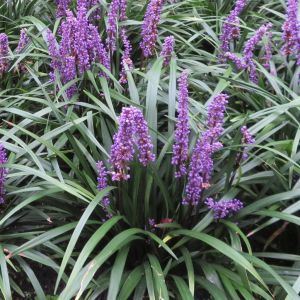Liriope muscari Ingwersen 9cm Pot