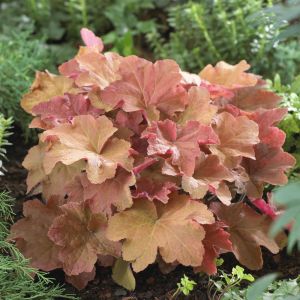 Heuchera Caramel 9 cm pot