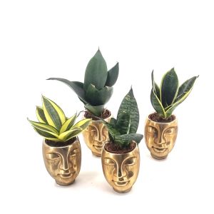 Sansevieria Collection 9 cm pot x 4
