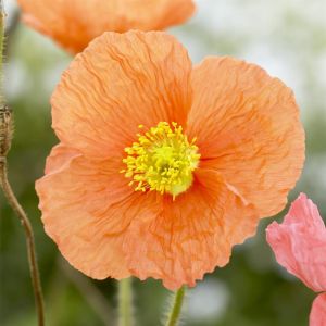 Papaver nudicaule Orange