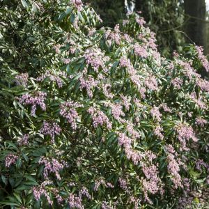 Pieris japonica Valley Rose