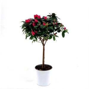 Rhododendron Simsii Rood Standard