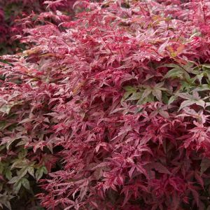Acer palmatum Deshojo