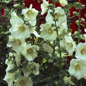 Alcewa Rosea Wit