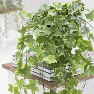 Hedera Helix Goldchild