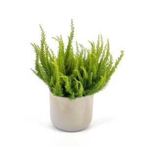 Calluna skyline Yellow