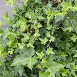 Hedera helix Pittsburgh