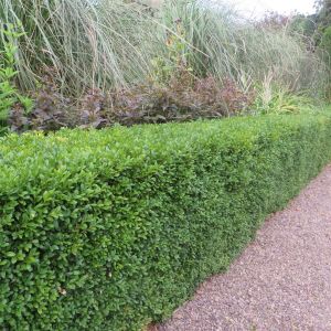 Buxus sempervirens 20170910 3