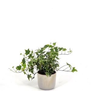 Hedera Yellow Ripple