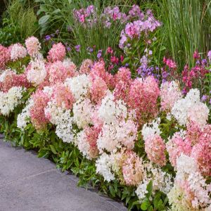 Hortnesia groundbreker blush