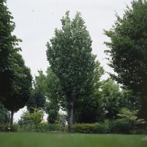 Liriodendron Tulipifera v3