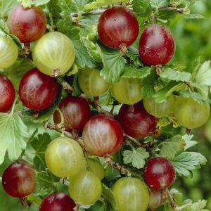 Ribes uva crispa