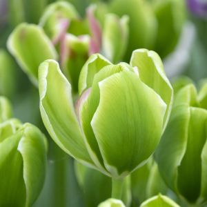Tulipe Triumph Green Power
