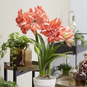 Hippeastrum Sunshine Nymph