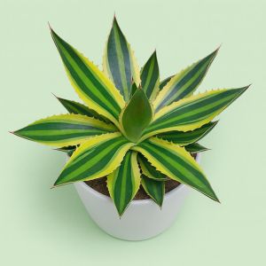 Agave lophanta 13 cm Studio