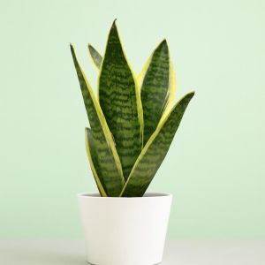 Sansevieria Futura Superb Studio