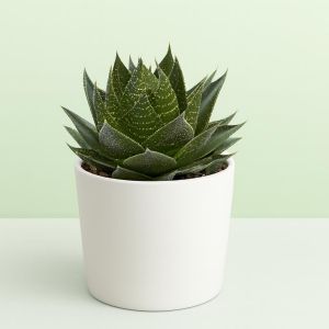Aloe aristata Cosmo Studio