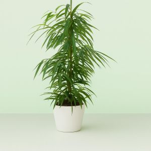 Ficus binnendijkii Alii Studio Studio