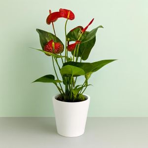 Anthurium Red 12 cm Studio Studio