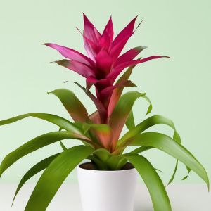 Guzmania purple Studio