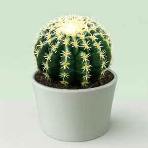 Echinocactus brevispina.jpg Studio