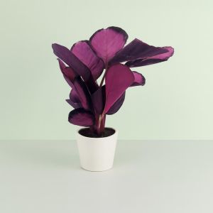 Calathea Crimson 14 cm pot Studio