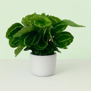 Calathea Green Lipstick Studio Studio