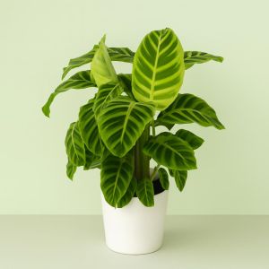 Calathea Zebrina Studio