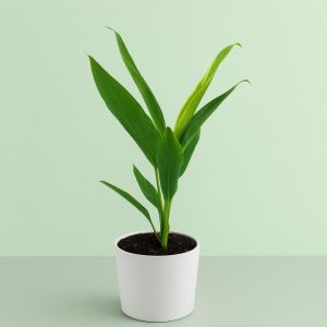 Cordyline fr Conga Studio