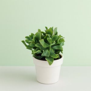 Crasula arborescens  10 Studio Studio