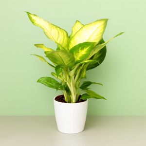 Dieffenbachia Camilla v2 Studio