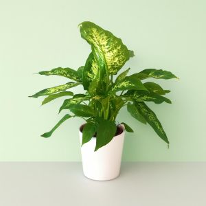 Dieffenbachia Compacta.jpg Studio