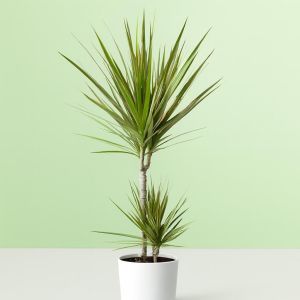 dracaena bicolor Studio