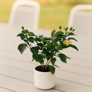 Hibiscus sinensis mix in a pot Studio