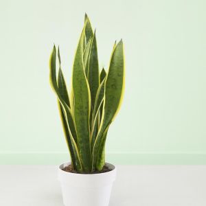 Sansevieria als Futura Superba Studio