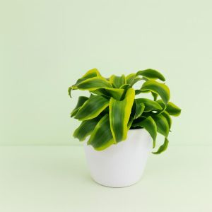 Dracaena little lime twisted Studio Studio