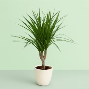 Dracaena marg op Stam Studio