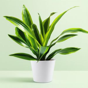 Dracaena Surprise Studio