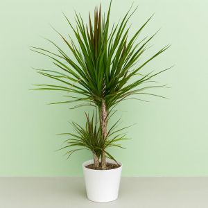 Standard Dracena Two Stams Studio
