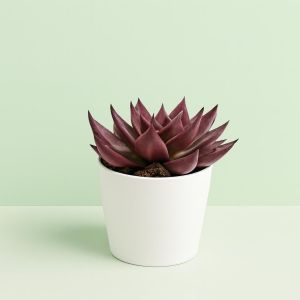 Echeveria Antaris 10 Studio Studio