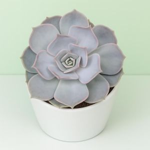 echeveria lila china Studio