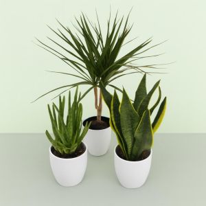 Dracaena Marginata Aloe Vera Sansevieria Superba Studio