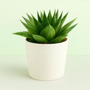 Gasteria d'tiga 10 Studio Studio