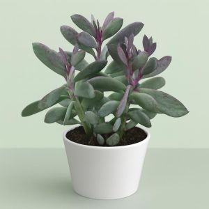 Senecio crassissimus.jpg Studio