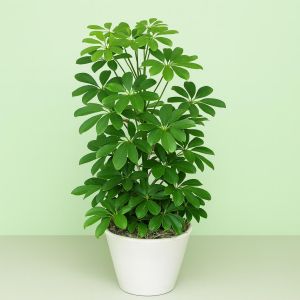 Scheflera arbor.Nora Studio