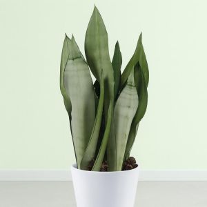 Sansevieria Moonshine   hoogte 45 50 Studio