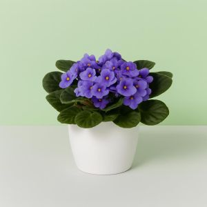 Saintpaulia lichtblauw Studio