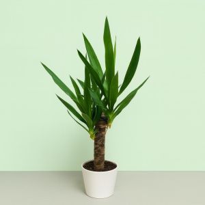Yucca 14 cm poot Studio